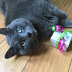 libbey-cat-giftbox-hsus