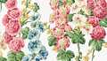 sanderson-hollyhocks-white